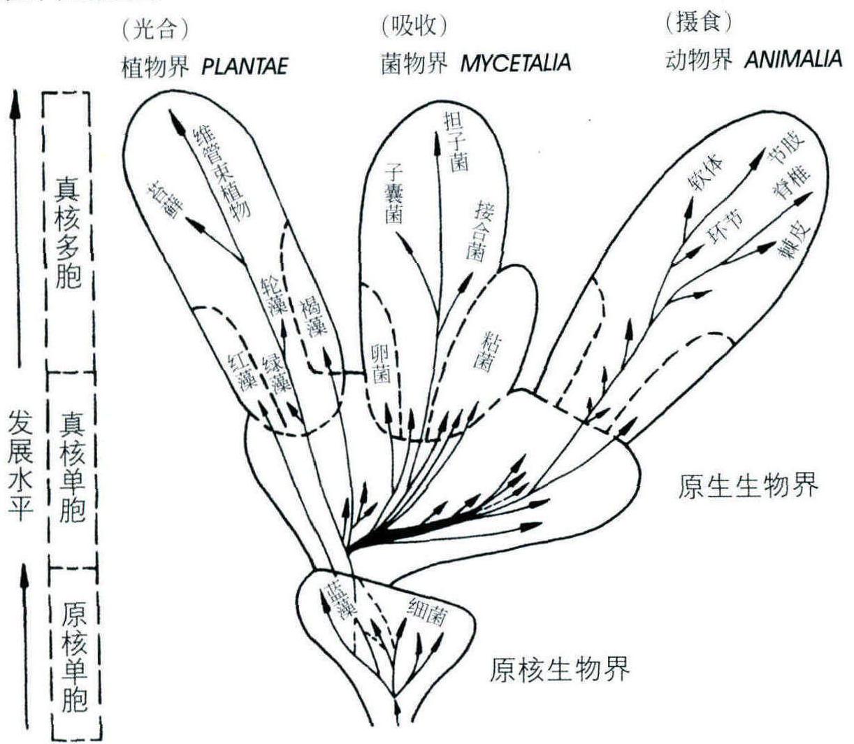 (一)蕈菌及其分類地位